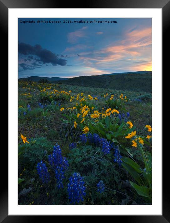 Desert Wildflower Sunset Framed Mounted Print by Mike Dawson