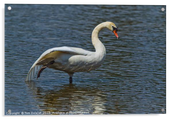 Balancing swan Acrylic by Tom Dolezal