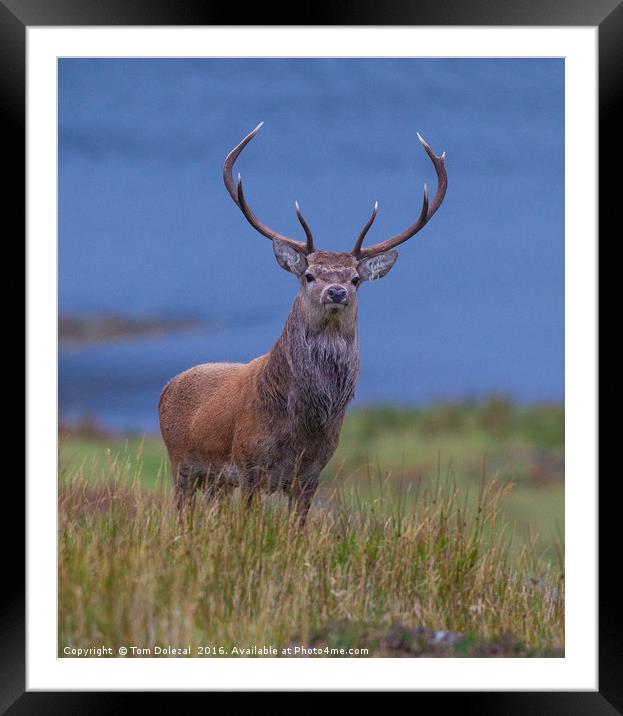 Red Deer Stag Framed Mounted Print by Tom Dolezal