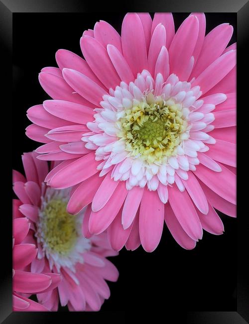 Pretty in pink Framed Print by Gary Schulze