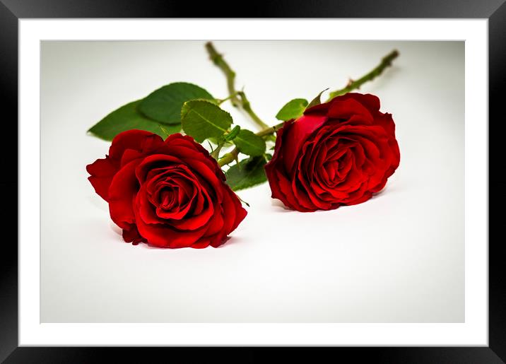 Red rose Framed Mounted Print by Gary Schulze