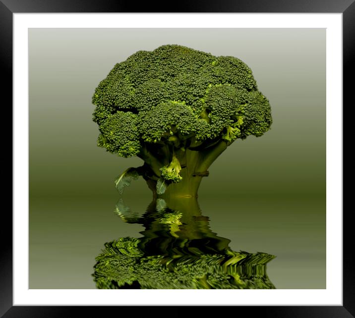 Broccoli Green Veg Framed Mounted Print by David French