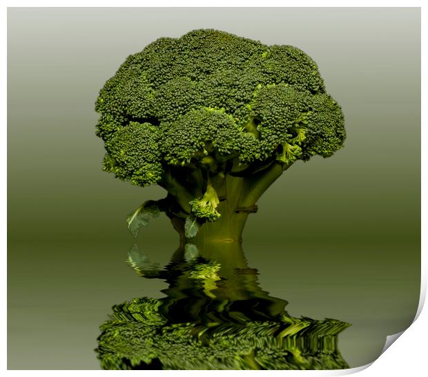 Broccoli Green Veg Print by David French