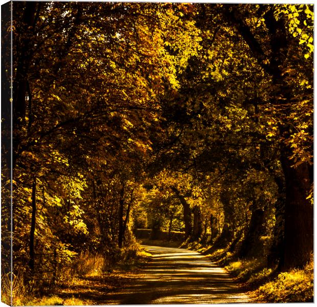 Autumnal Lane, Scottish Borders Canvas Print by Gavin Liddle