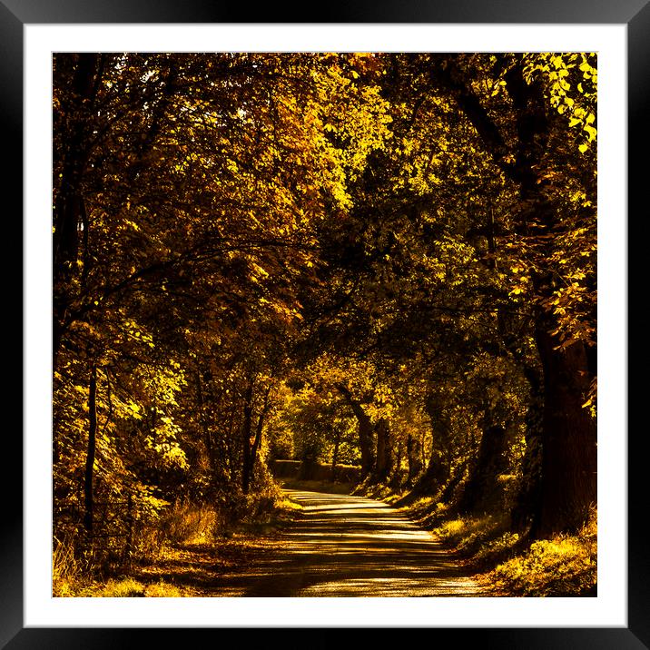 Autumnal Lane, Scottish Borders Framed Mounted Print by Gavin Liddle