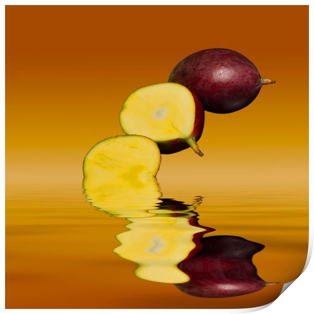 Fresh ripe mango fruits Print by David French