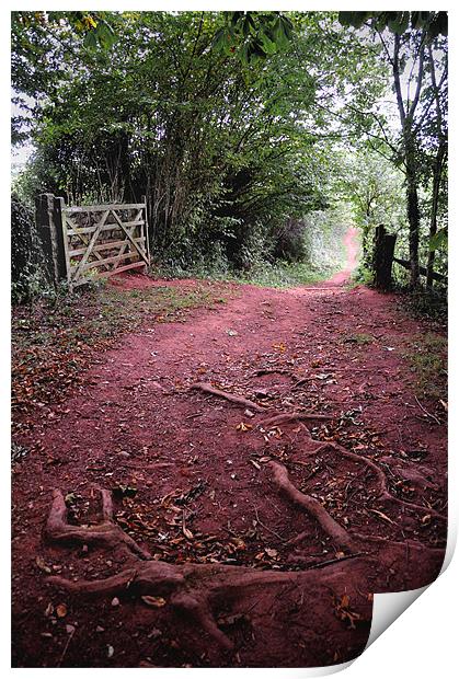 Cockington Park, The Red Earth Print by K. Appleseed.