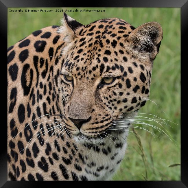 Leopard up close Framed Print by Norman Ferguson