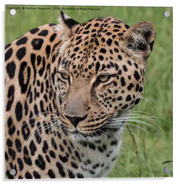 Leopard up close Acrylic by Norman Ferguson