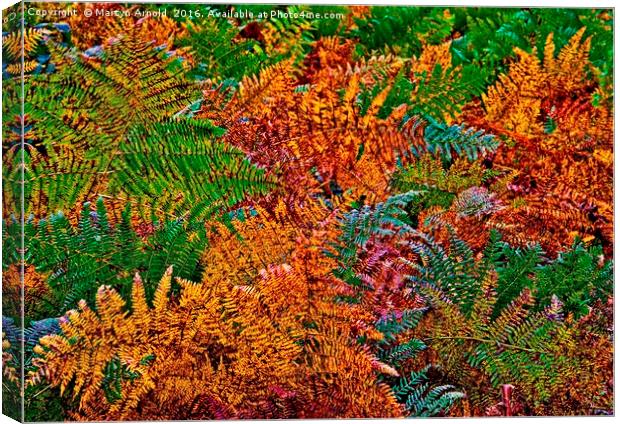 Ferns in Autumn Colours Canvas Print by Martyn Arnold