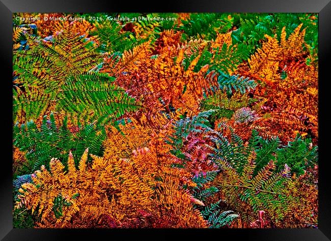 Ferns in Autumn Colours Framed Print by Martyn Arnold