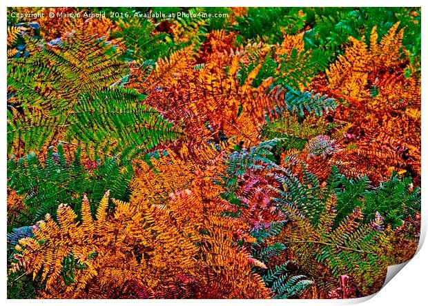 Ferns in Autumn Colours Print by Martyn Arnold