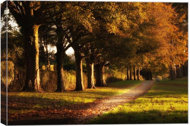 Ravenhill Park Canvas Print by Leighton Collins