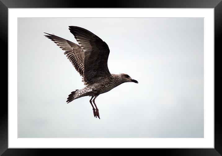 Great black backed gull Juvenile (larus marinus) Framed Mounted Print by Chris Day