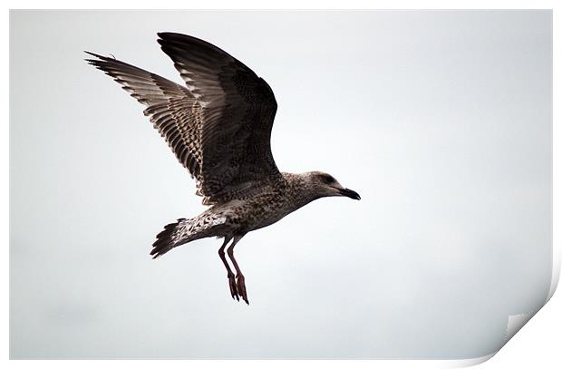 Great black backed gull Juvenile (larus marinus) Print by Chris Day