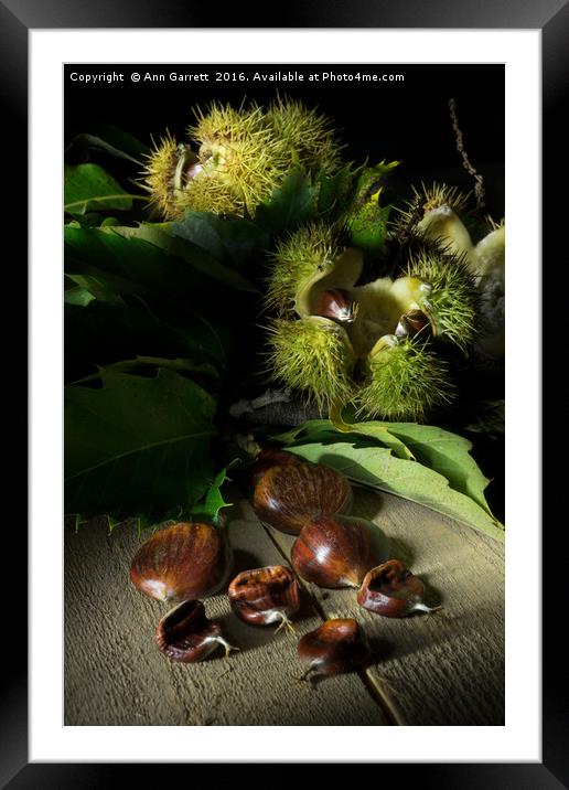 Autumn Chestnuts Framed Mounted Print by Ann Garrett