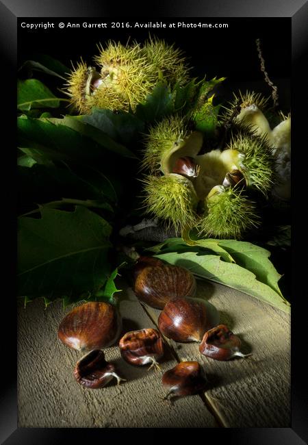 Autumn Chestnuts Framed Print by Ann Garrett