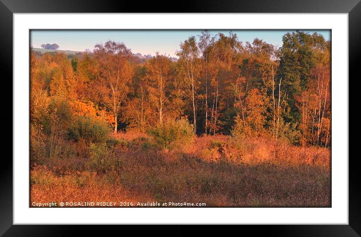 "EVENING LIGHT AND SHADE IN THE AUTUMN WOOD" Framed Mounted Print by ROS RIDLEY