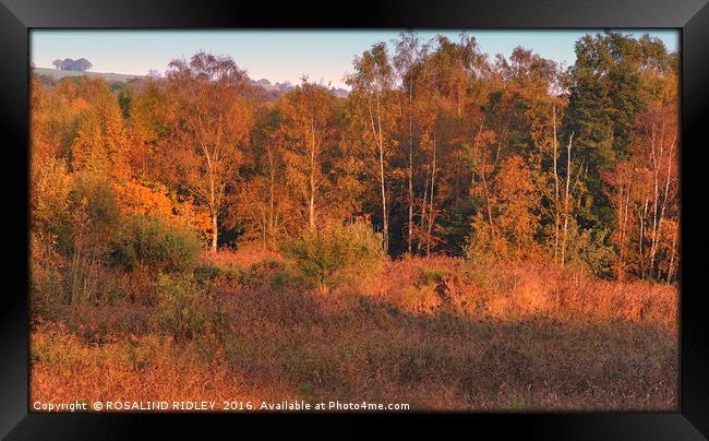 "EVENING LIGHT AND SHADE IN THE AUTUMN WOOD" Framed Print by ROS RIDLEY