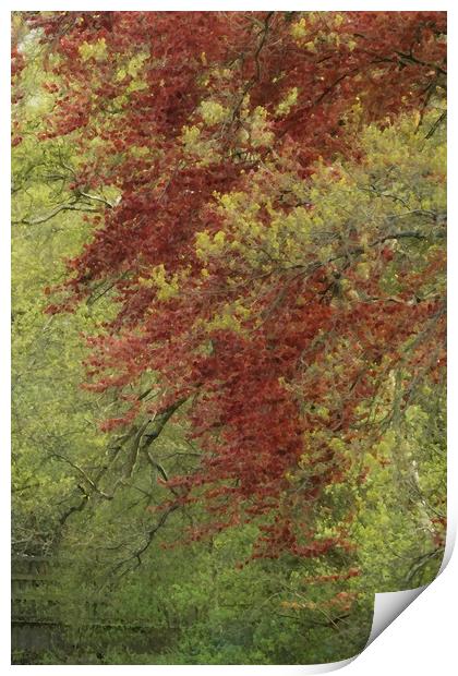 painted red and green trees Print by Heather Newton