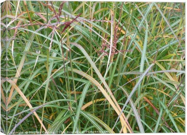 Grasses with Autumn Colour Canvas Print by Stephen Cocking