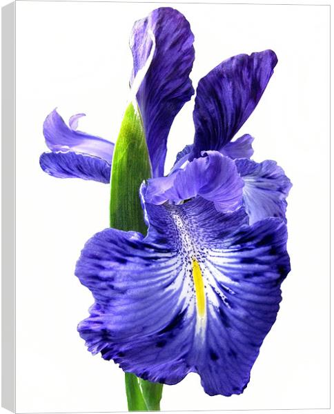 Blue Iris on White Canvas Print by Jacqi Elmslie