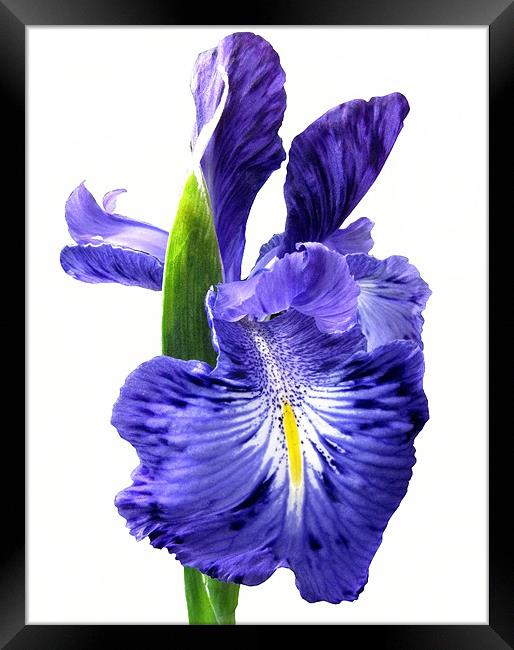 Blue Iris on White Framed Print by Jacqi Elmslie