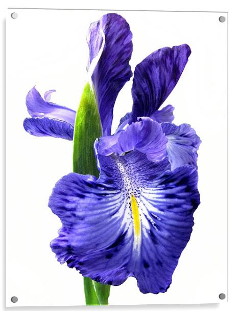 Blue Iris on White Acrylic by Jacqi Elmslie