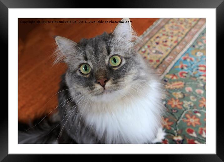 Long haired grey cat with white bib looking up Framed Mounted Print by Louise Heusinkveld