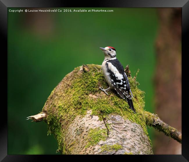 Great Spotted Woodpecker on a mossy log Framed Print by Louise Heusinkveld