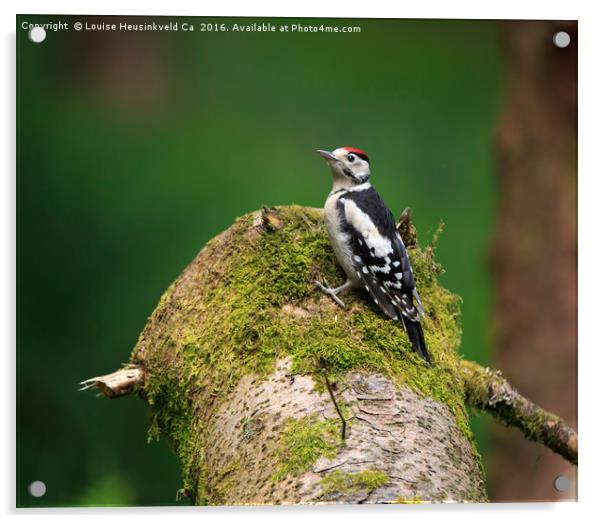 Great Spotted Woodpecker on a mossy log Acrylic by Louise Heusinkveld