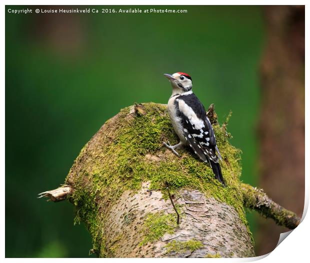 Great Spotted Woodpecker on a mossy log Print by Louise Heusinkveld
