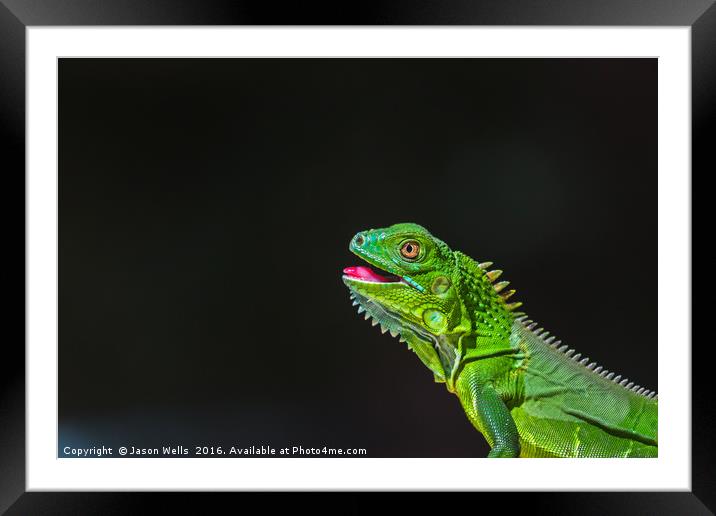 Juvenile Green Iguana basking Framed Mounted Print by Jason Wells