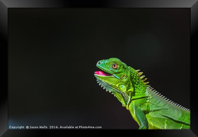 Juvenile Green Iguana basking Framed Print by Jason Wells