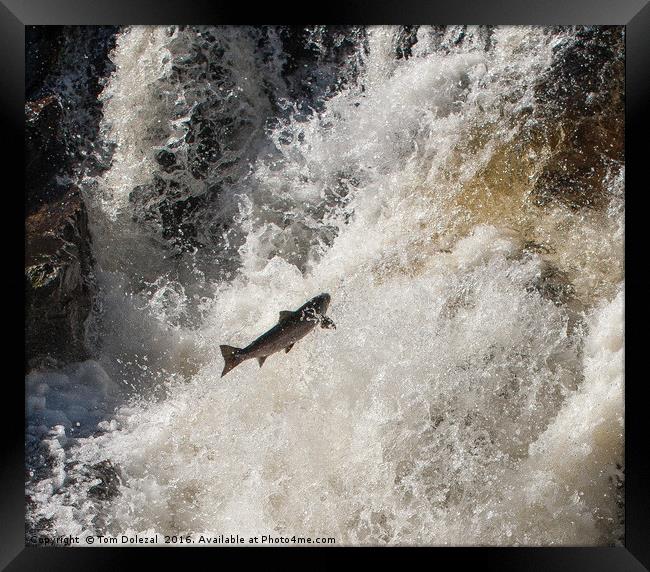 Salmon leaping the falls Framed Print by Tom Dolezal