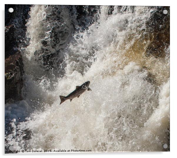 Salmon leaping the falls Acrylic by Tom Dolezal