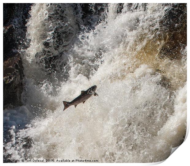 Salmon leaping the falls Print by Tom Dolezal