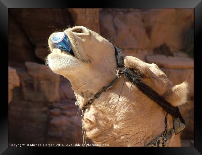 Have a Drink on Me. Camel helps himself to a soft  Framed Print by Michael Harper