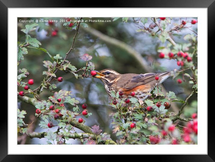Redwing 1  Framed Mounted Print by Martin Kemp Wildlife