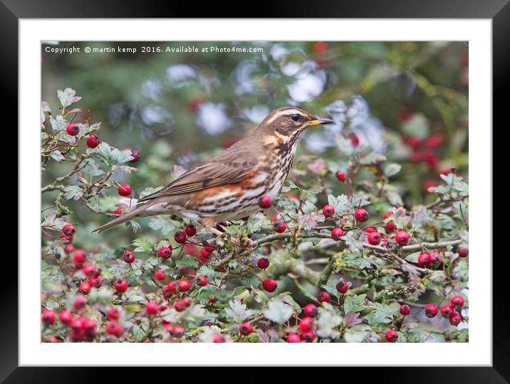 Redwing 2 Framed Mounted Print by Martin Kemp Wildlife