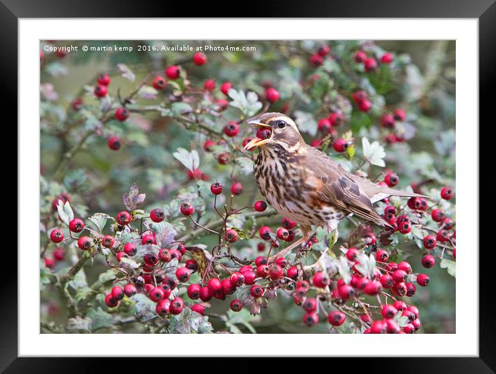 Redwing 4  Framed Mounted Print by Martin Kemp Wildlife