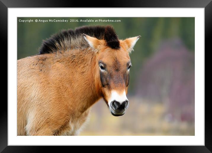 Portrait of a Przewalski's Horse Framed Mounted Print by Angus McComiskey