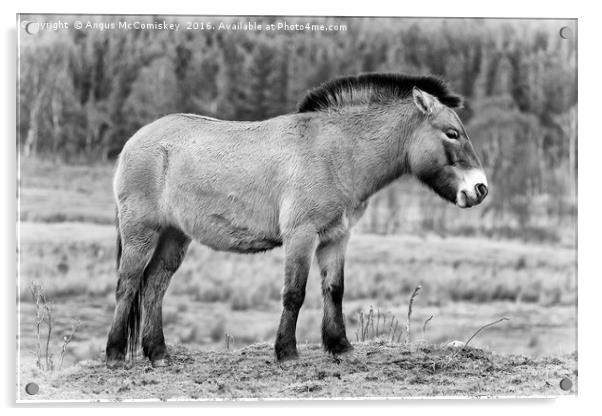 Przewalski's Horse mono Acrylic by Angus McComiskey