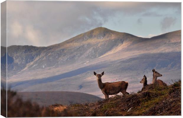 Red Deer in the Highlands Canvas Print by Macrae Images