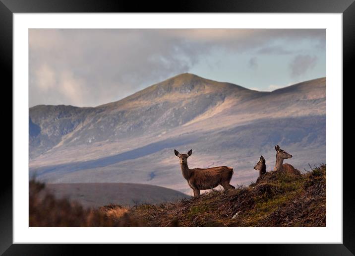 Red Deer in the Highlands Framed Mounted Print by Macrae Images