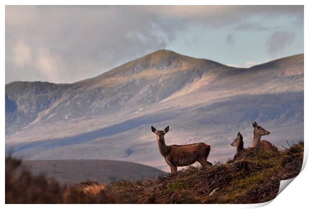 Red Deer in the Highlands Print by Macrae Images