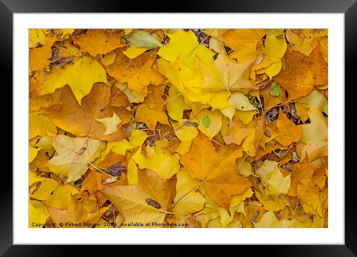 Autumn Leaves Framed Mounted Print by Robert Gipson