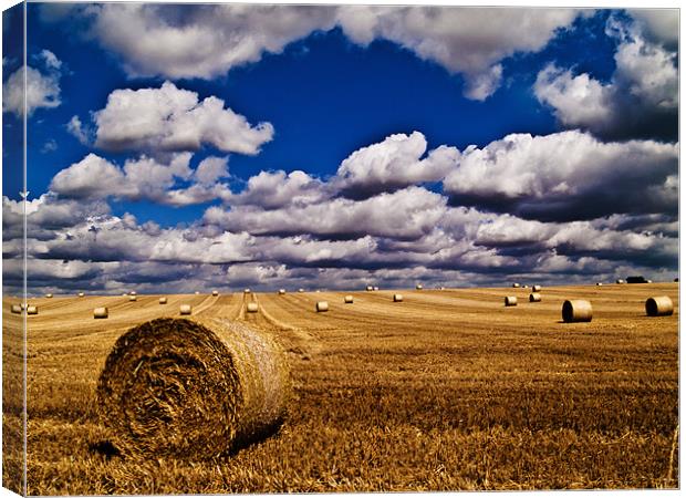 Fields of Gold Canvas Print by Paul Macro