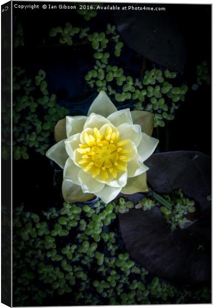 A water lily (Nymphaea) in a pond Canvas Print by Ian Gibson