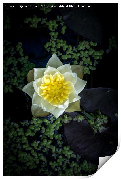 A water lily (Nymphaea) in a pond Print by Ian Gibson